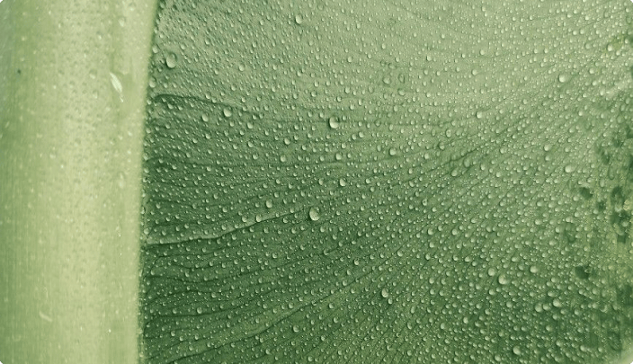 Microscopic detail of water droplets on a leaf